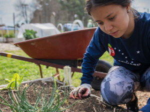 Gardening in Durham: Working With Dirt, Sweat, Creativity and Political Change
